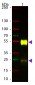 Anti-Mouse IgG (H&L)  (ATTO 594 Conjugated) Pre-Adsorbed Secondary Antibody